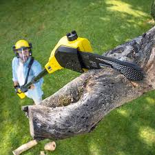 Professional Tree Removal and Landscaping Services in Port Monmouth, NJ